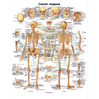 Анатомический плакат Скелет человека 67*86 см Медицинский плакат Скелет человека плакат