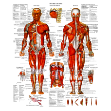 Анатомічний плакат М“язова система 86×67см