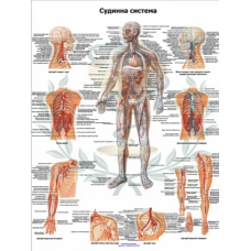 Анатомічний плакат Судинна система 67x86 см Плакат анатомічний Медичний плакат Навчальний плакат